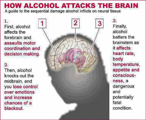 Alcohol brain